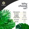 Artificial Palm Leaves 60-108 Pack - 6 Kinds Large Small Green Fake Palm Leaf with Stems for Safari Jungle Hawaiian Luau Party Table Decoration Wedding Birthday